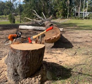 Tree removal Caloundra QLD