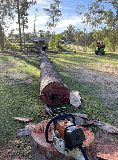 Tree removers Caloundra QLD