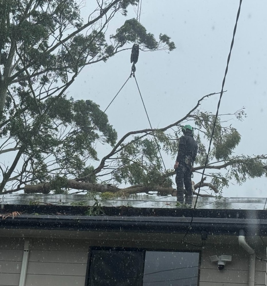 Emergency tree removal Wellington Point QLD