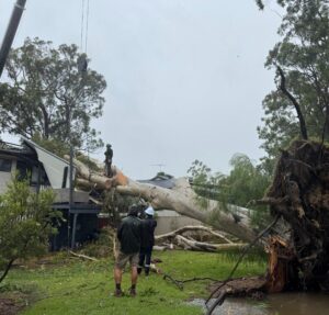 Emergency tree removalist Wellington Point QLD