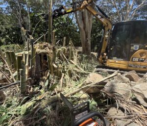 Fig tree removal Gympie
