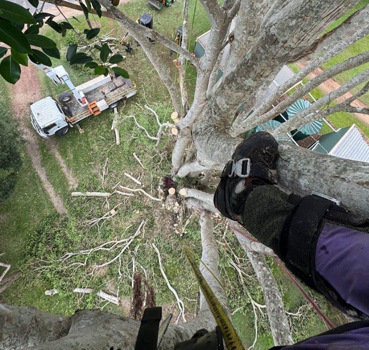 Fig tree removal Gympie QLD