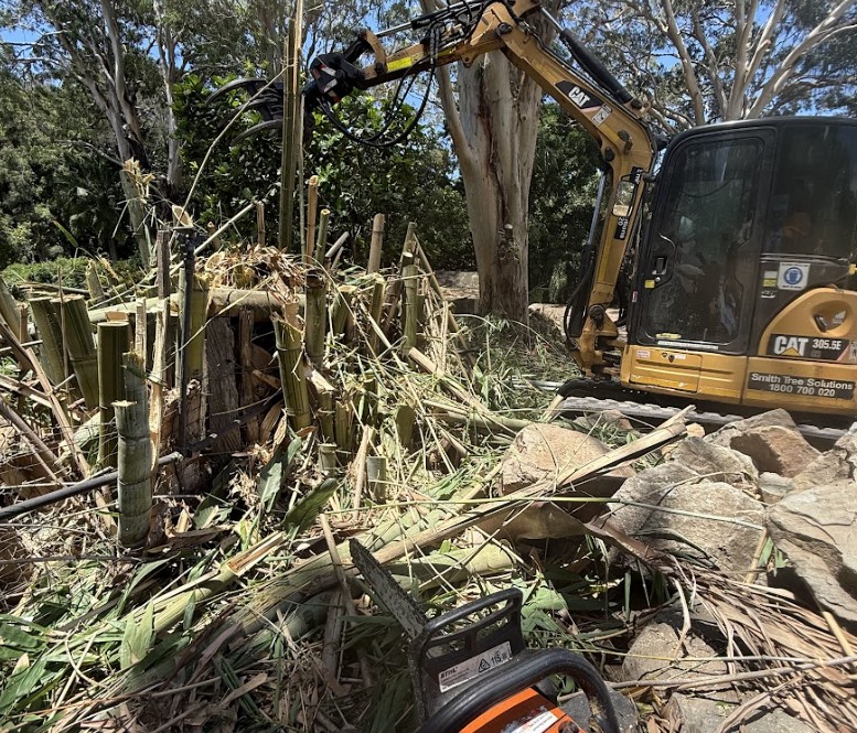 Fig tree removal Gympie