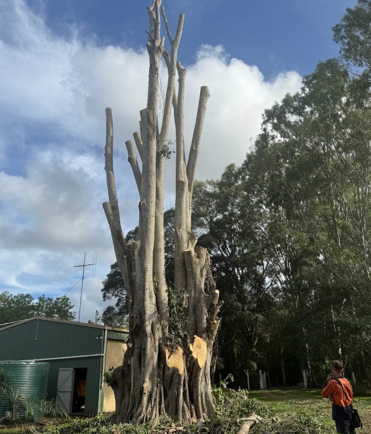 Fig tree removalist Gympie QLD
