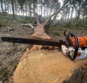 Gum tree removal Doonan QLD
