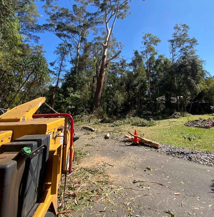 Gum tree removalist Doonan QLD