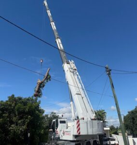 Jacaranda tree removal Hamilton QLD