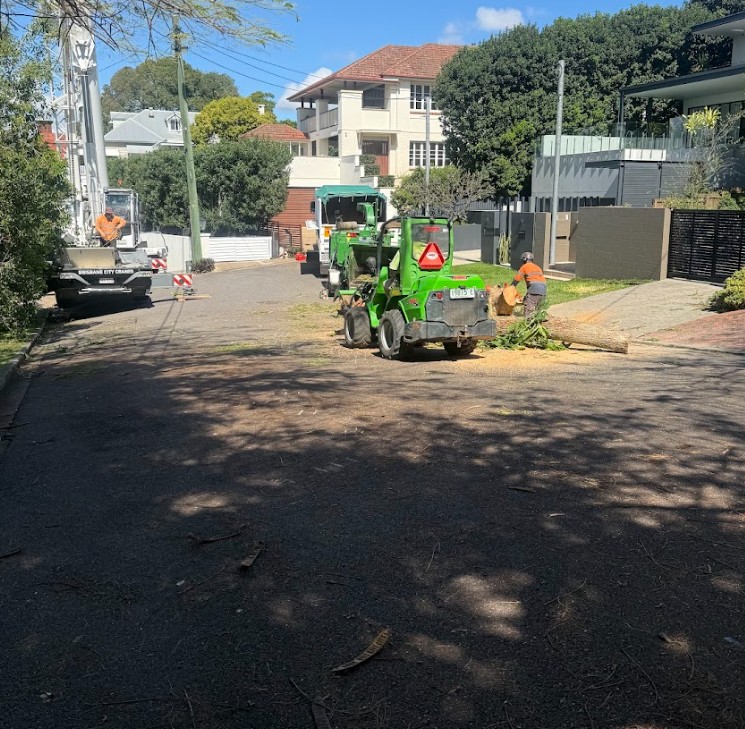 Jacaranda tree removalist and mulching Hamilton QLD