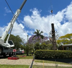 Pine tree removal Noosa Heads QLD