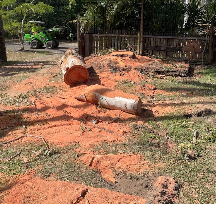 Pine tree removal Noosa Heads
