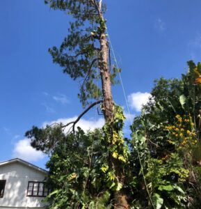 Slash pine tree removal Nambour QLD