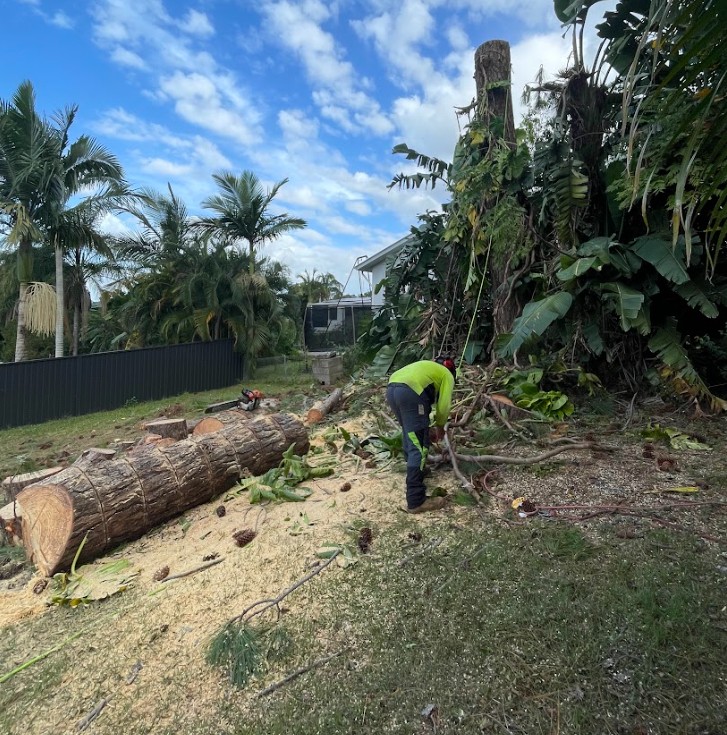 Slash pine tree removal Nambour