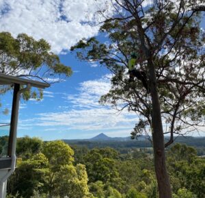 Tallowwood gum tree removal Yandina Creek QLD