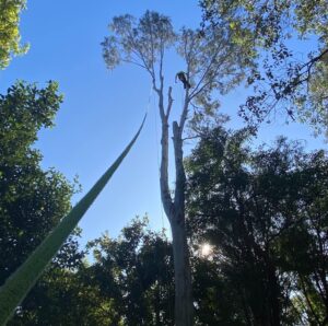 Tree removal Buderim QLD