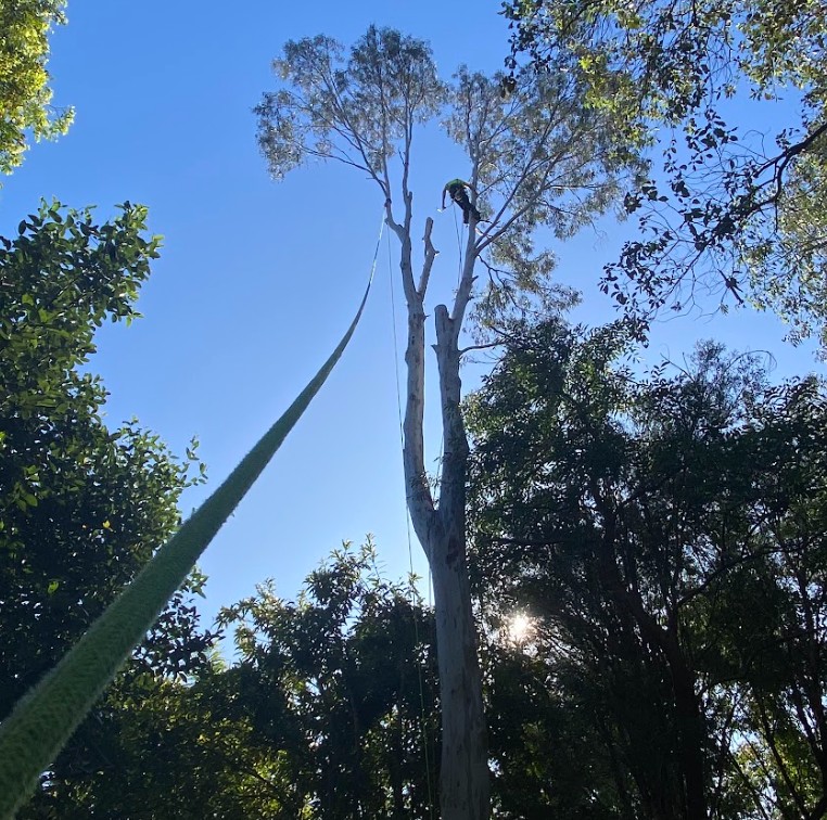 Tree removal Buderim QLD