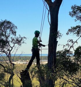 Tree removal Coolum Beach QLD