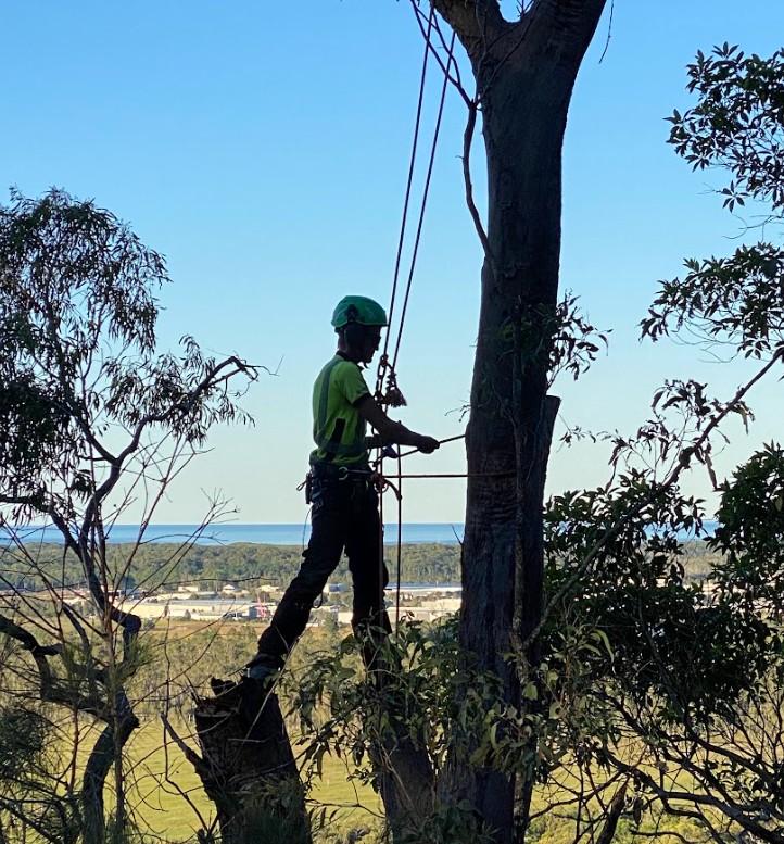 Tree removal Coolum Beach QLD