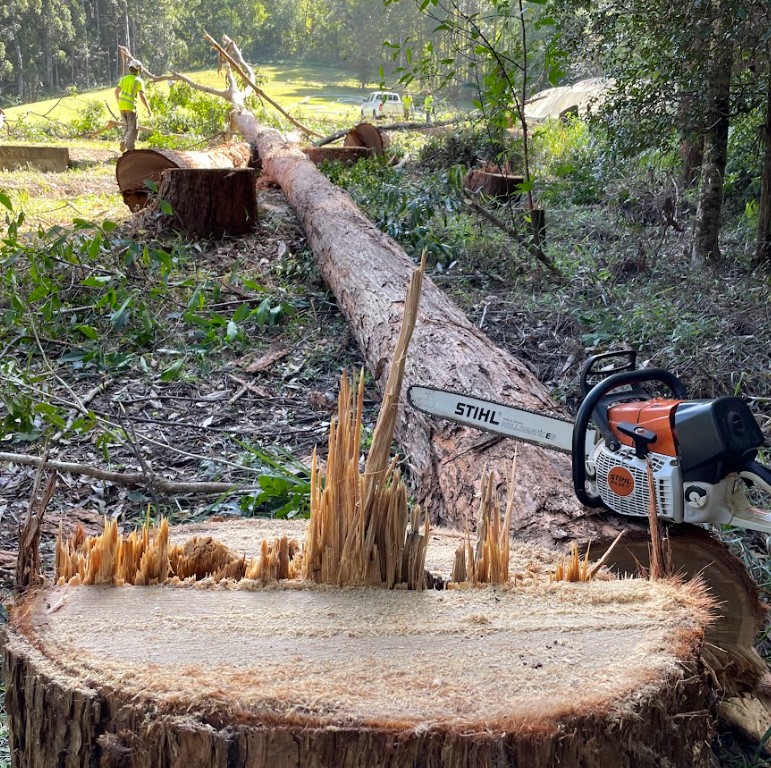 Tree removal Palmwoods QLD