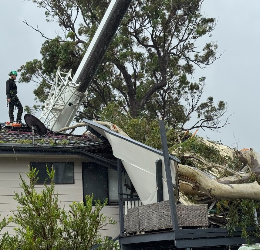 Tree removal Wellington Point QLD