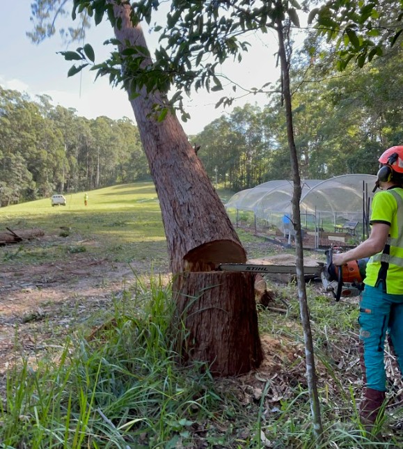 Tree removalist Palmwoods QLD