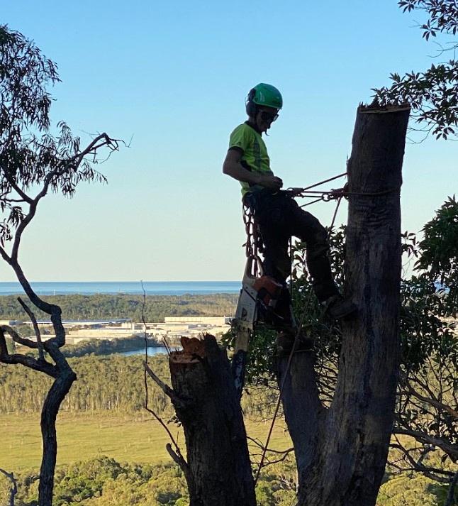 Tree removals Coolum Beach QLD