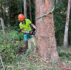 Tree removals Palmwoods QLD