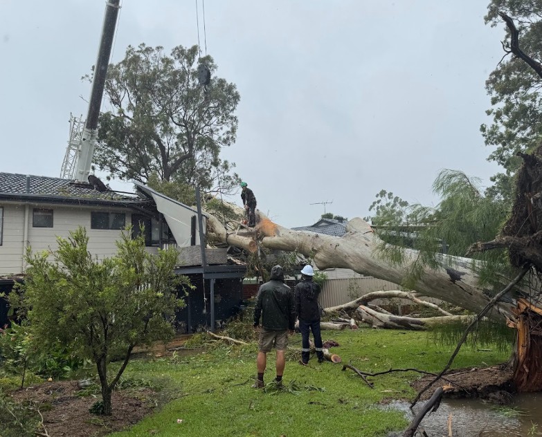 Emergency tree removal Sunshine Coast