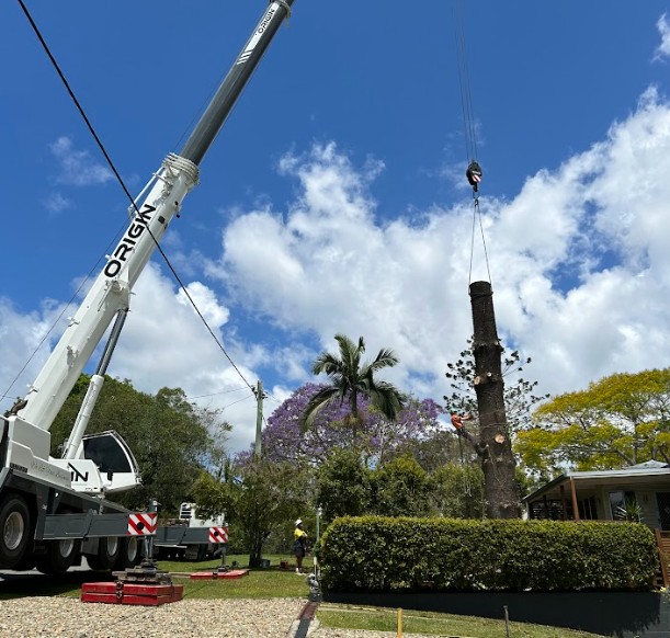 Large tree removal Sunshine Coast