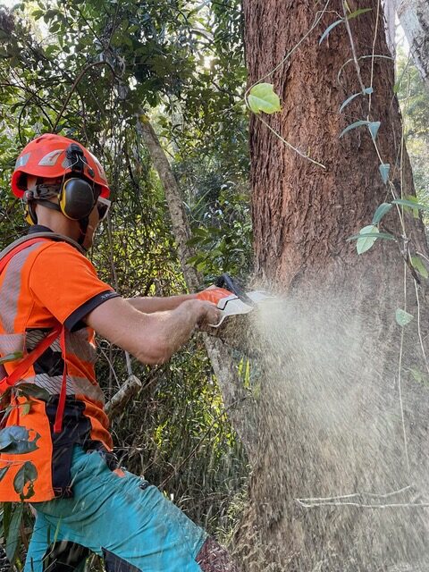 Tree loppers Mooloolaba Sunshine Coast
