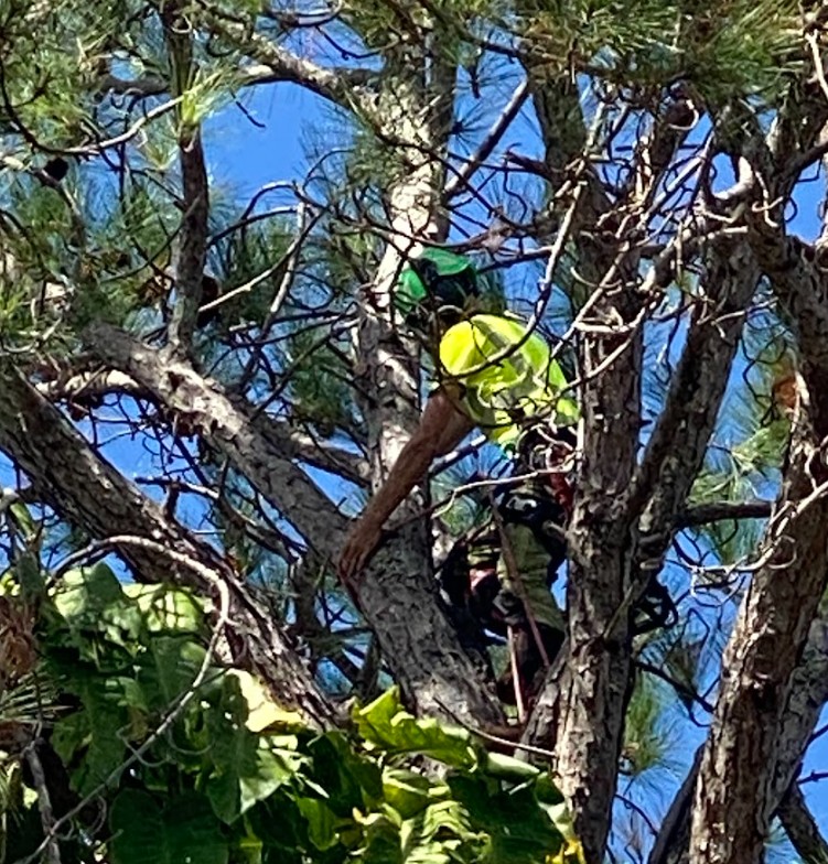 Tree lopping Mooloolaba Sunshine Coast