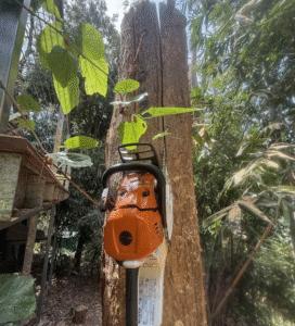 Gum tree removal Tarragindi QLD
