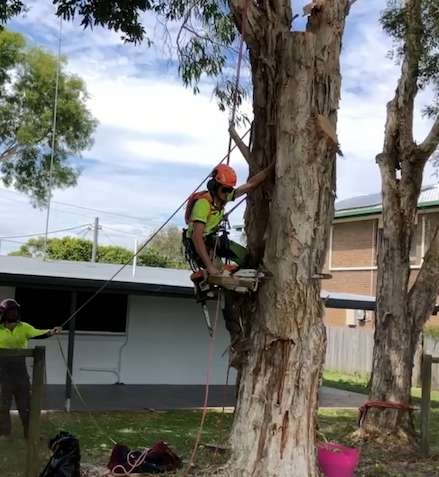 Tree lopping Doonan QLD