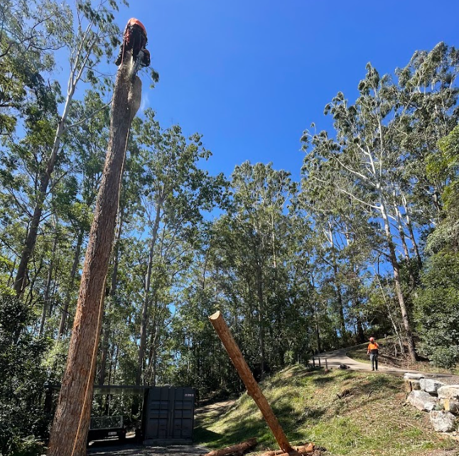 Gum tree lopping Glenview QLD