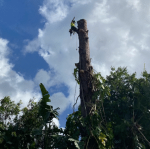 Gum tree removal Caboolture QLD