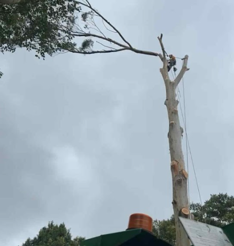 Gum tree removal Chapel Hill QLD
