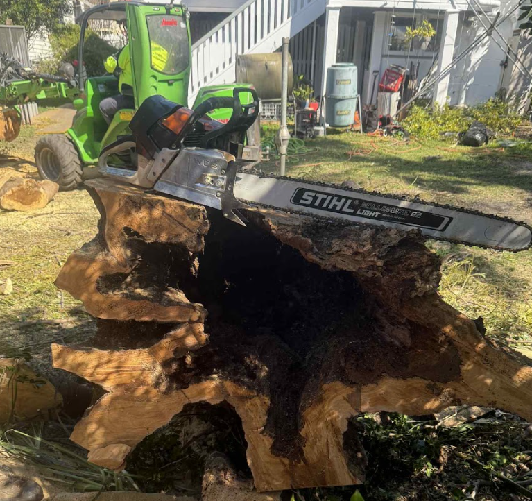 Gum tree removal Maleny QLD
