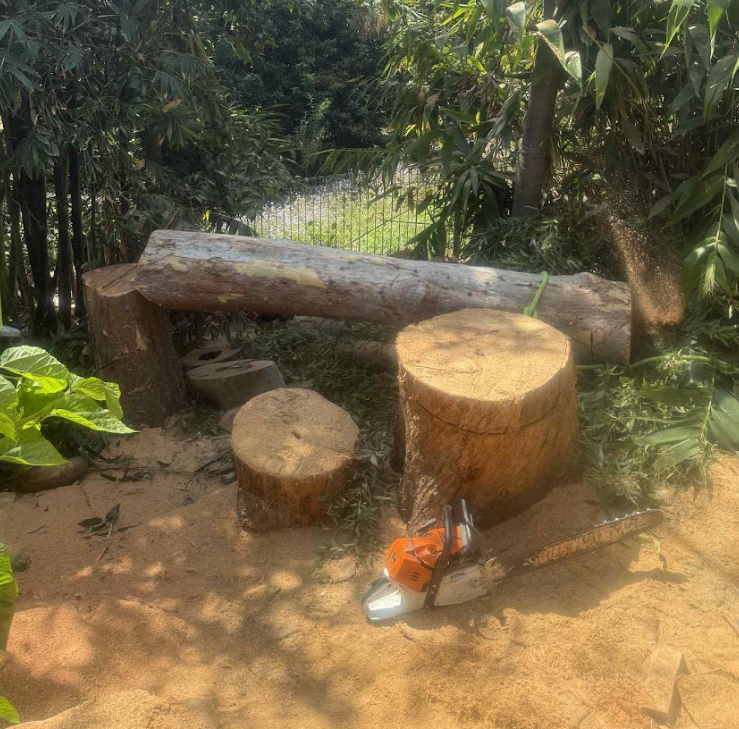 Gum tree removalist Maleny QLD