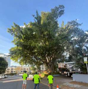 Tree pruning Brisbane