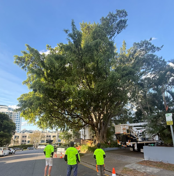Tree pruning Brisbane