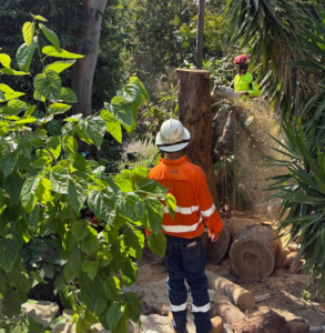 Fallen log removal Albany Creek QLD
